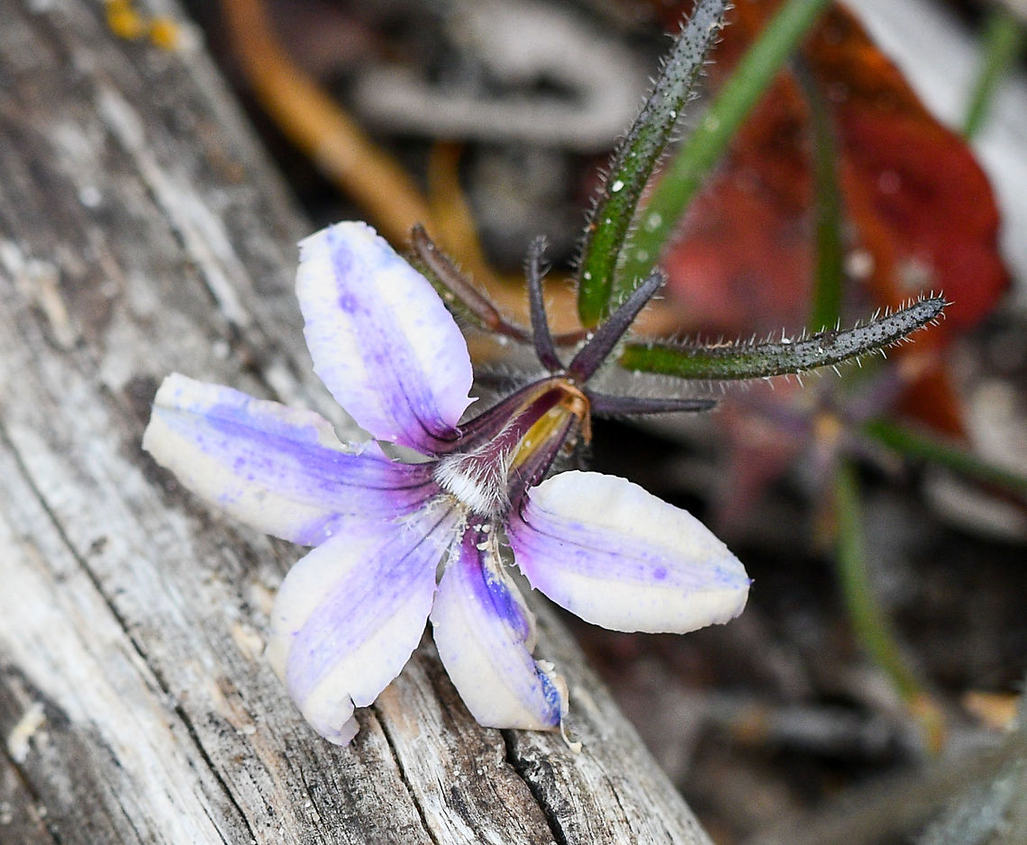 Purple Fan Flower Found this growing on the same plant as the darker purple flower. Australia,Geotagged,Purple fan-flower,Scaevola ramosissima,Spring