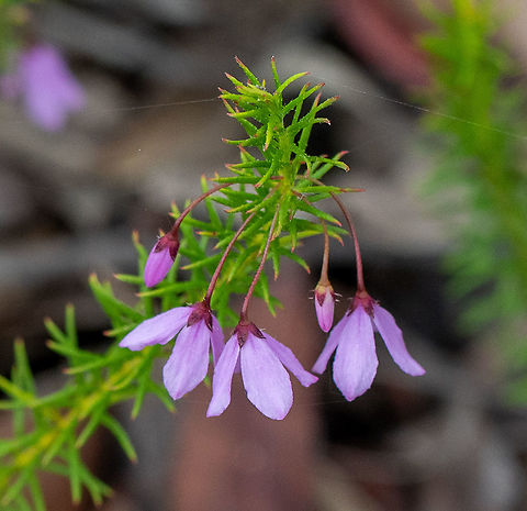 Black-eyed Susan  Australia,Geotagged,Hairy Pink-Bells,Spring,Tetratheca pilosa,Tetratheca rupicola