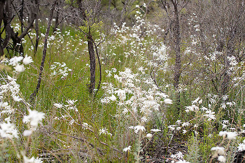 Flannel Flower These are ablaze in the mountains at present! Actinotus helianthi,Australia,Flannel Flower,Geotagged,Spring