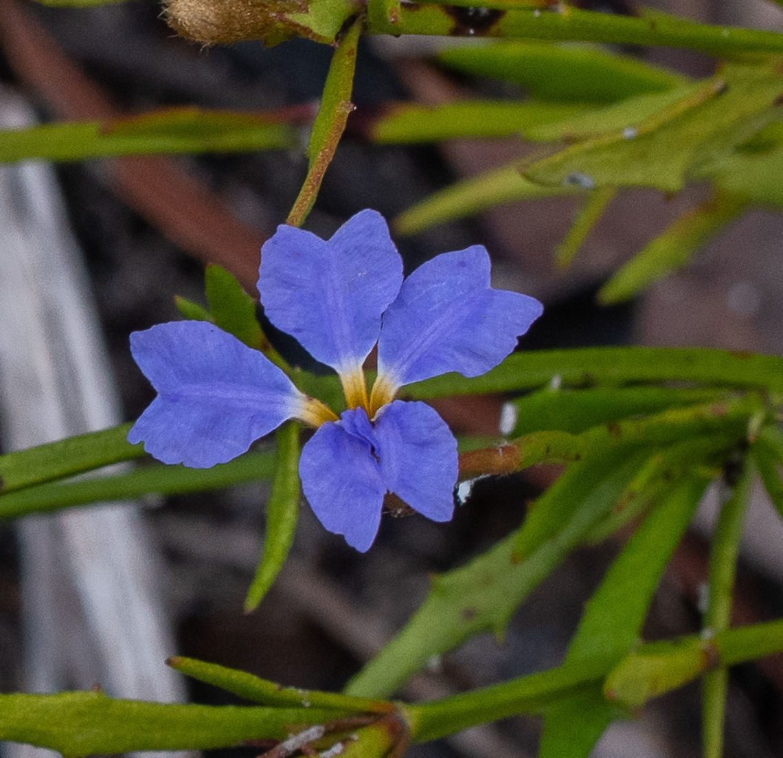 Dampiera stricta  Australia,Blue Dampiera,Dampiera stricta,Geotagged,Spring