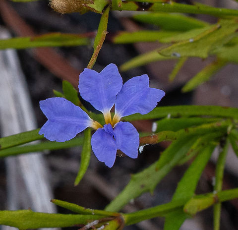 Dampiera stricta  Australia,Blue Dampiera,Dampiera stricta,Geotagged,Spring