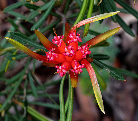 Mountain Devil  Australia,Geotagged,Lambertia formosa,Mountain Devil,Spring