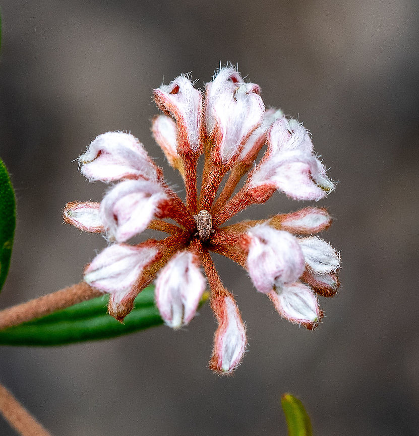 Grey Spider Flower  Australia,Geotagged,Grevillea buxifolia,Grey Spider Flower,Spring