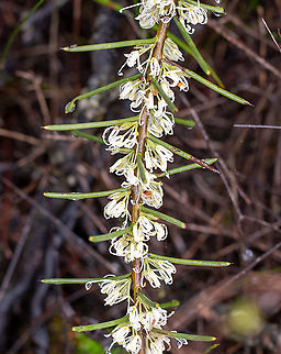 Dagger Hakea  Australia,Dagger hakea,Geotagged,Hakea teretifolia,Spring