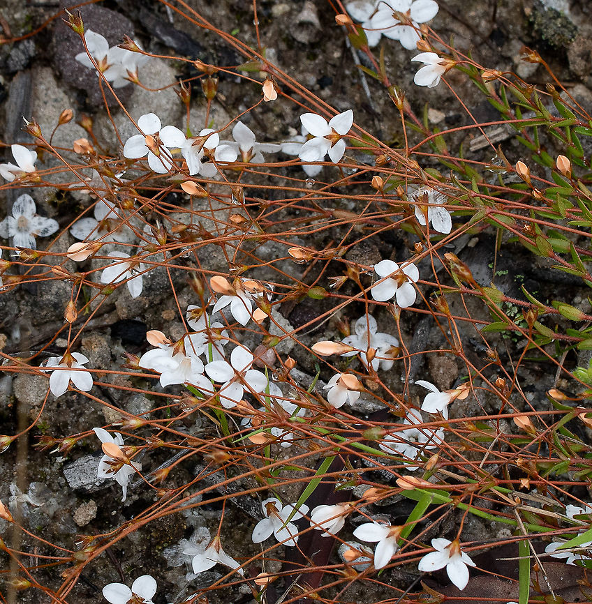 Mitrewort  Australia,Geotagged,Mitrasacme polymorpha,Spring,mitrasacme polymorpha