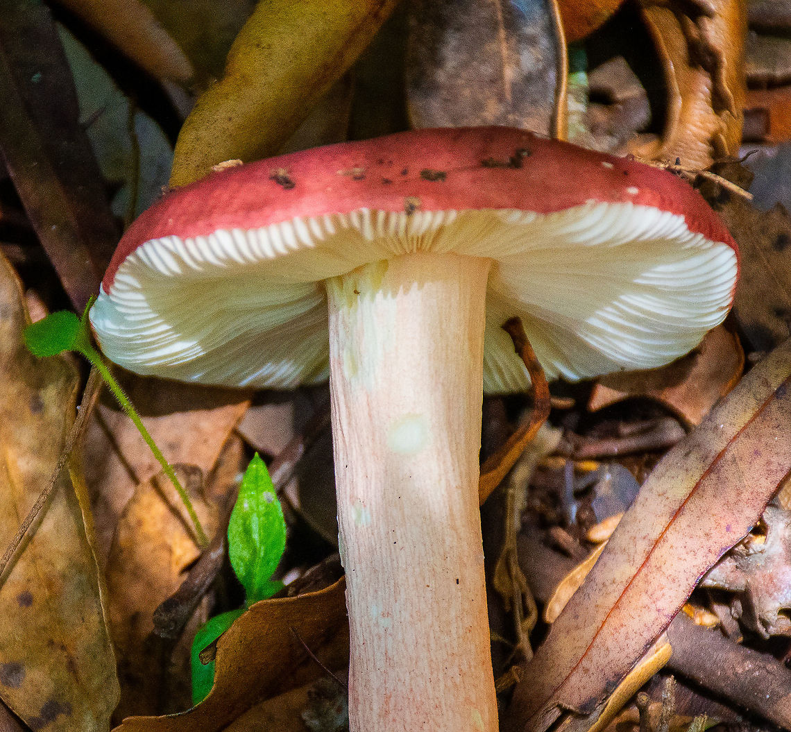 Russulas  Australia,Geotagged,Russula persanguinea,Summer