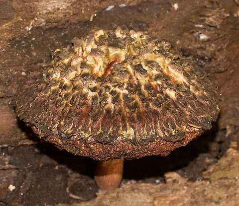 Shaggy Cap So well camouflaged I almost didn't see it. Australia,Boletellus emodensis,Geotagged,Shaggy Cap,Summer