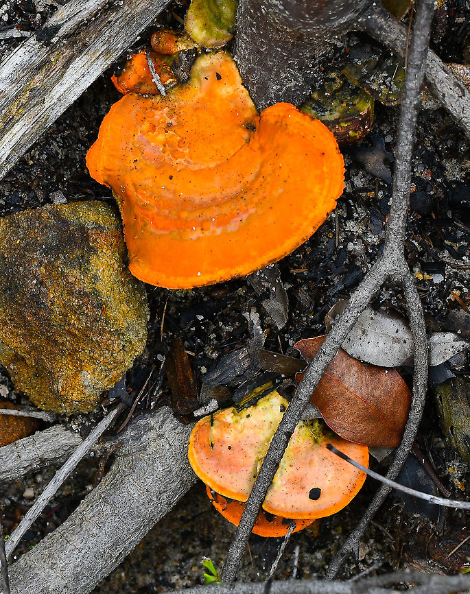 Blood -red bracket  Australia,Cinnabar Bracket,Geotagged,Pycnoporus sanguineus,Spring