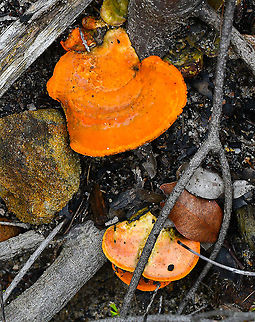 Blood -red bracket  Australia,Cinnabar Bracket,Geotagged,Pycnoporus sanguineus,Spring