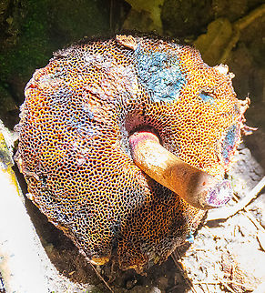 Shaggy cap  Australia,Boletellus emodensis,Geotagged,Shaggy Cap,Summer