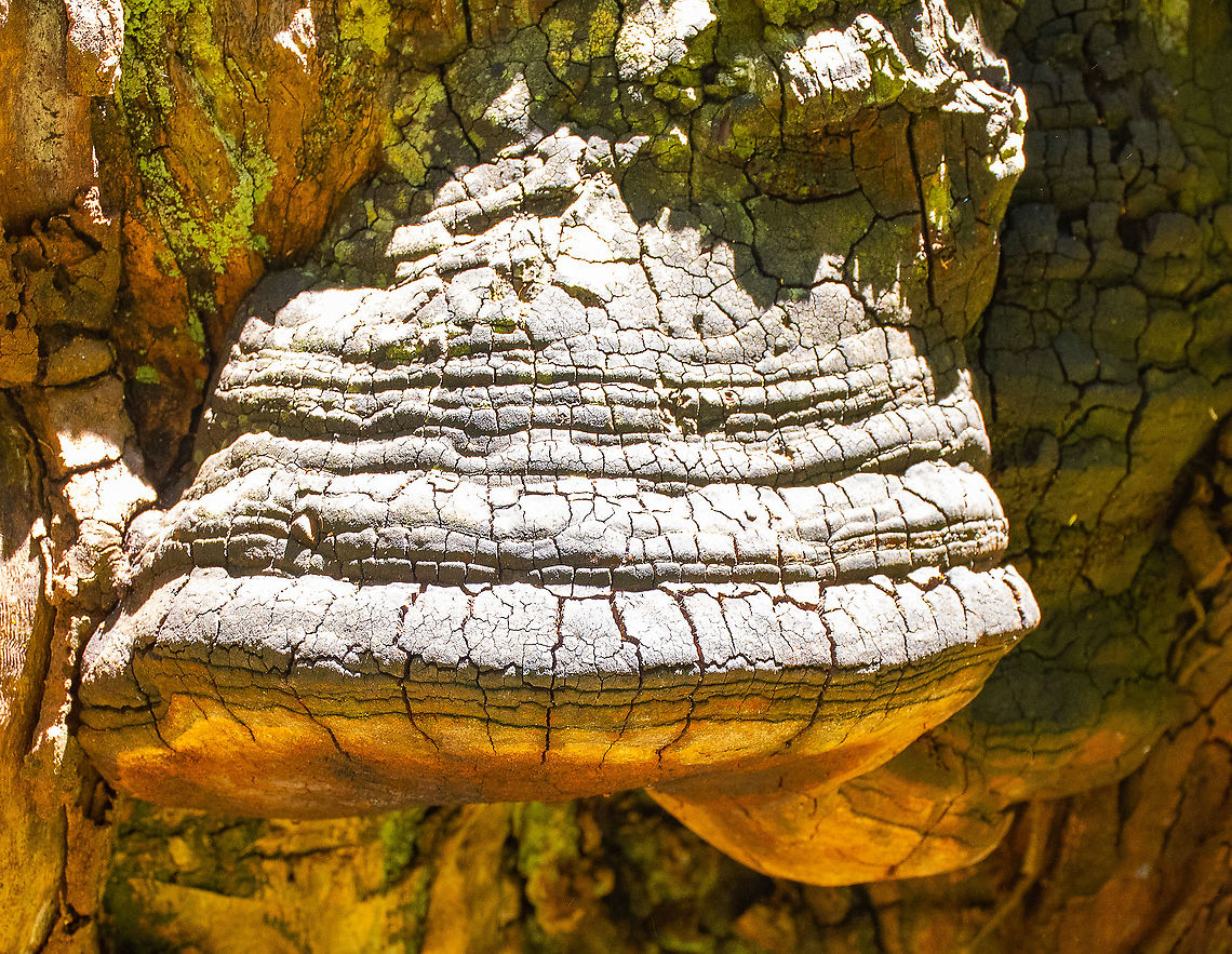 Tinder fungus  Australia,Fomes fomentarius,Geotagged,Summer