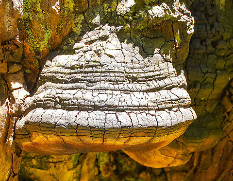 Tinder fungus  Australia,Fomes fomentarius,Geotagged,Summer