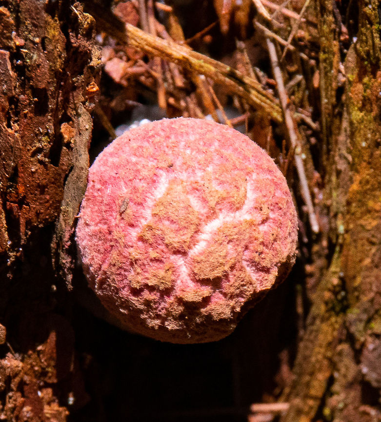 Shaggy cap  Australia,Boletellus emodensis,Geotagged,Shaggy Cap,Summer