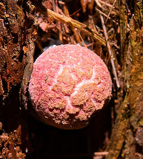 Shaggy cap  Australia,Boletellus emodensis,Geotagged,Shaggy Cap,Summer
