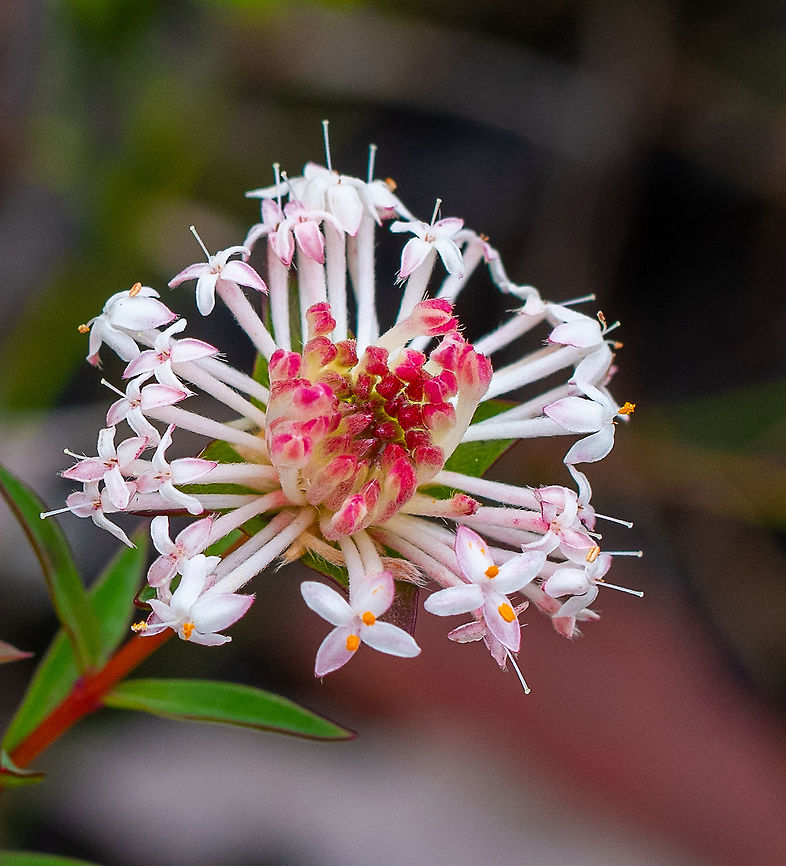 Queen of the bush  Australia,Geotagged,Pimelea linifolia,Queen-of-the-bush,Spring