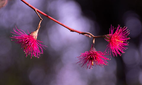 Blue Gum  Australia,Eucalyptus leucoxylon,Geotagged,Summer,Yellow gum