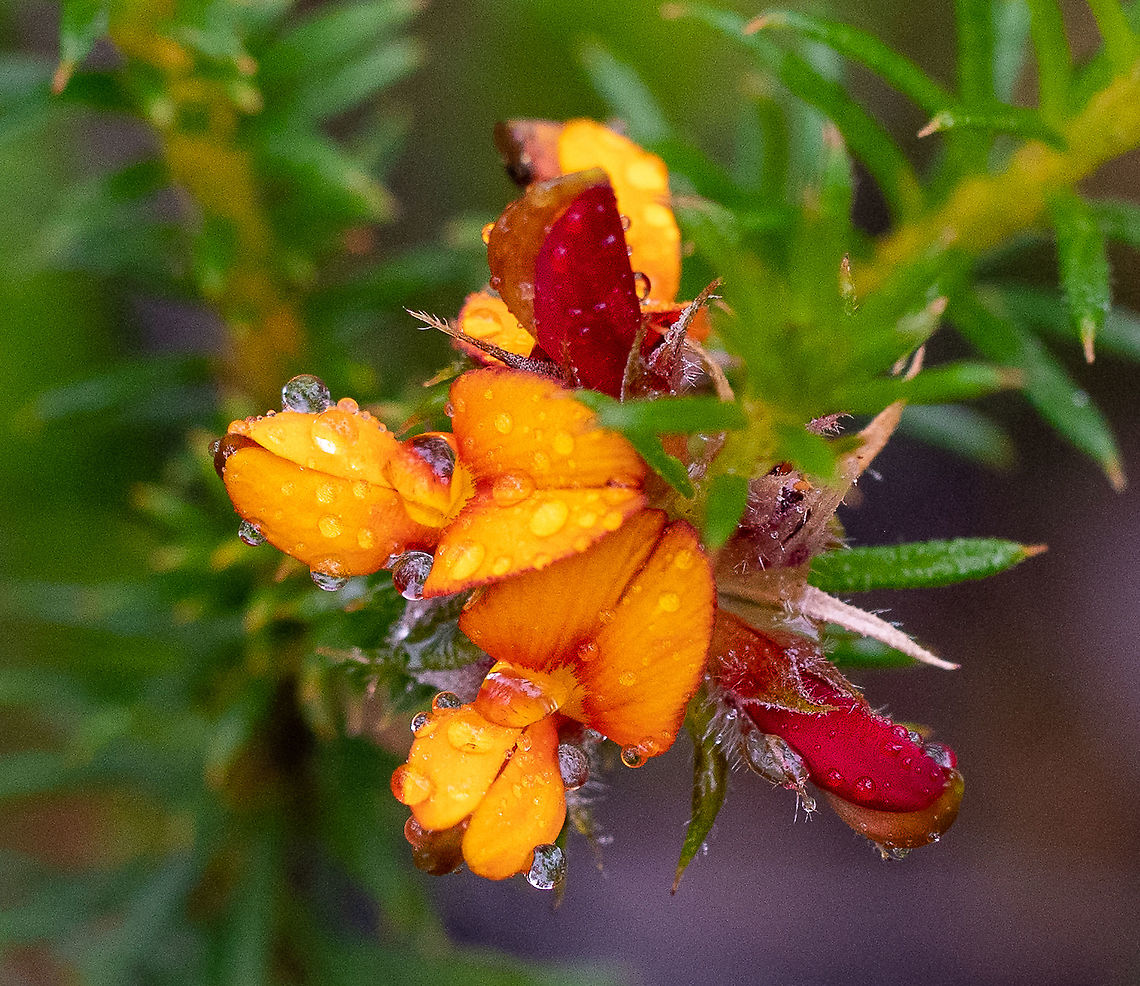 Heath Phyllota  Australia,Geotagged,Phyllota phylicoides,Summer