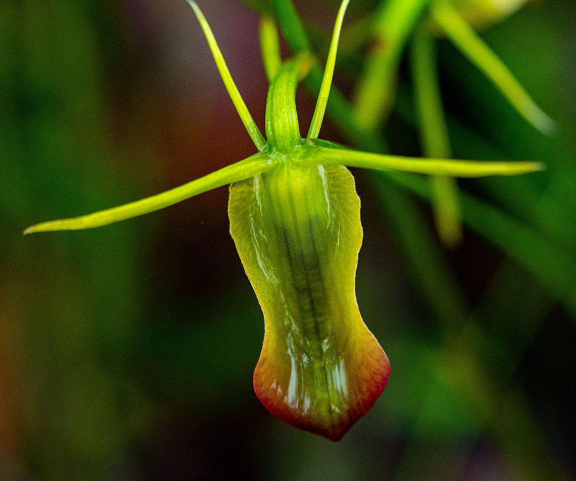 Large Tongue Orchid  Australia,Cryptostylis subulata,Geotagged,Large tongue orchid,Summer