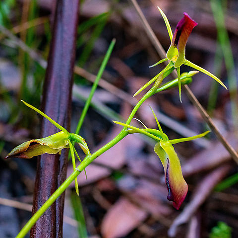 Large Tongue Orchid  Australia,Cryptostylis subulata,Geotagged,Large tongue orchid,Summer