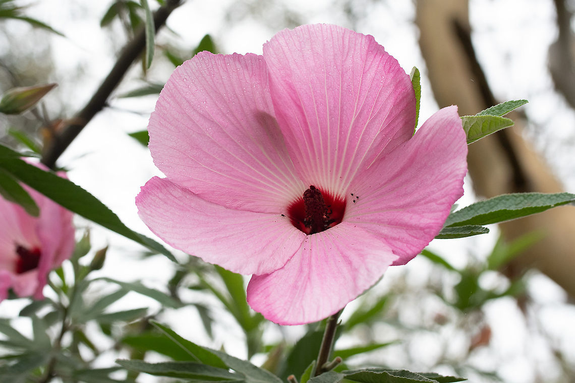 Hollyhock Tree  Australia,Geotagged,Hibiscus splendens,Splendid hibiscus,Summer