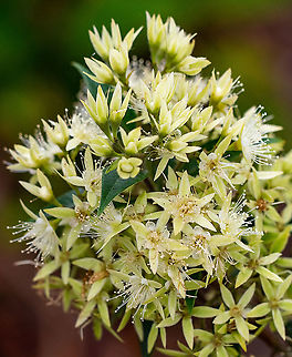 Cinnamon Myrtle  Australia,Backhousia myrtifolia,Cinnamon myrtle,Geotagged,Summer