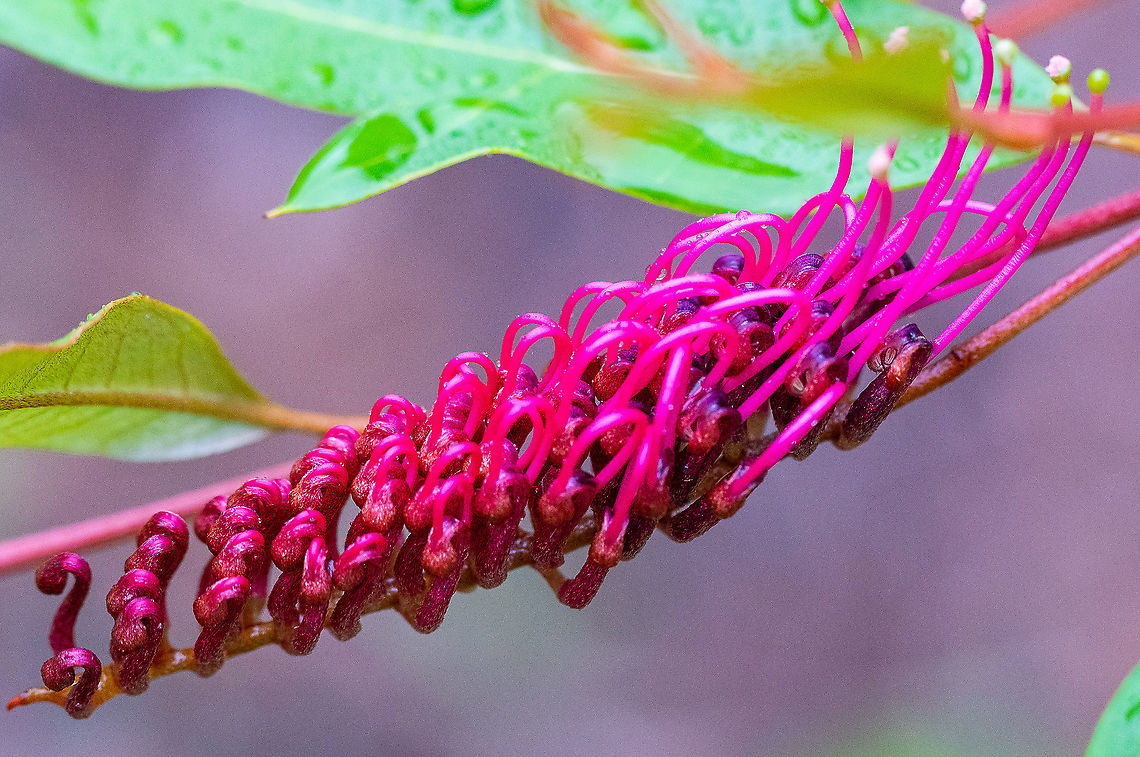 Royal Mantle This is a hybrid between Grevillea laurifolia and G. willisii Australia,Geotagged,Grevillea laurifolia,Laurel-leaf Grevillea,Summer