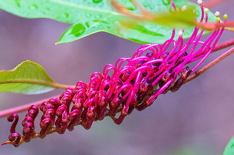 Royal Mantle This is a hybrid between Grevillea laurifolia and G. willisii Australia,Geotagged,Grevillea laurifolia,Laurel-leaf Grevillea,Summer