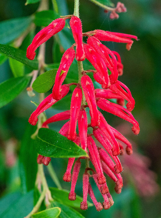 Grevillea Lady O This is a hybrid whose parents are Grevillea victoriae and Grevillea rhyolitica. Australia,Geotagged,Grevillea victoriae,Royal grevillea,Summer