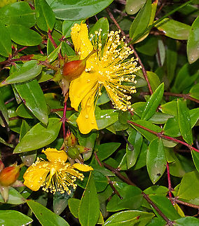 St John's Wort  Australia,Common St John's wort,Geotagged,Hypericum calycinum,Hypericum perforatum,Summer