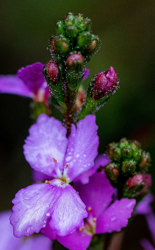 Trigger Plant  Australia,Geotagged,Grass Triggerplant,Stylidium graminifolium,Summer