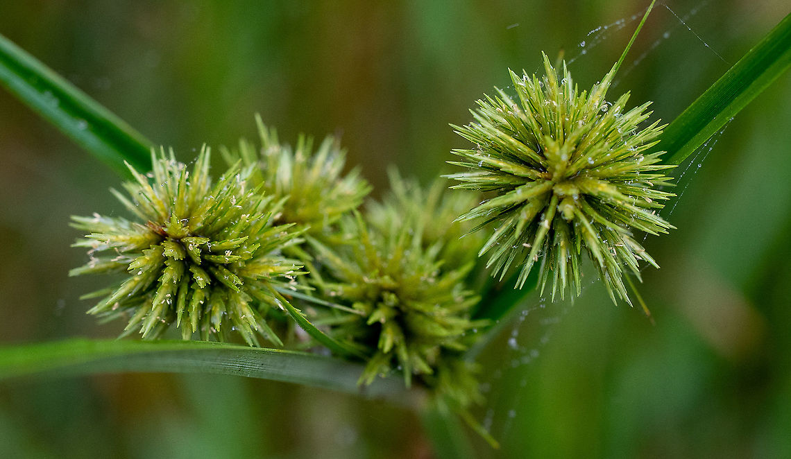 Umbrella Sedge This is considered an environmental weed! Australia,Cyperus eragrostis,Geotagged,Summer,Tall flatsedge