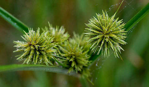 Umbrella Sedge This is considered an environmental weed! Australia,Cyperus eragrostis,Geotagged,Summer,Tall flatsedge
