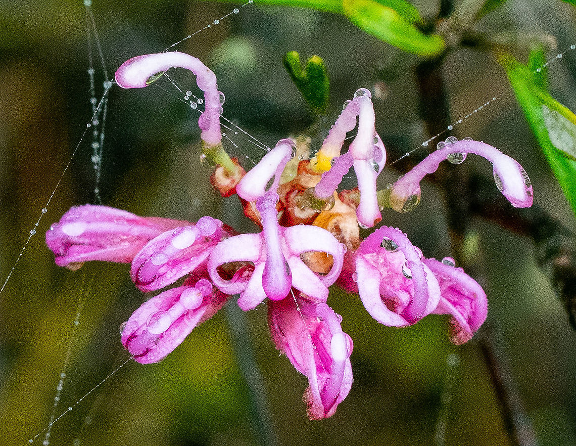 Pink Spider Flower  Australia,Geotagged,Grevillea sericea,Pink Spider Flower,Summer