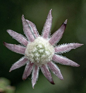 Lesser Flannel Flower I am going to do more research with this. It has all the characteristics of Actinotus minor however as you can see the bracts are pink. Actinotus minor,Australia,Geotagged,Lesser flannel flower,Summer