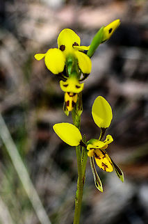 Tiger Orchid Apologies for the poor quality of this photo. Australia,Diuris maculata,Diuris sulphurea,Geotagged,Spotted doubletail,Spring,Tiger orchid