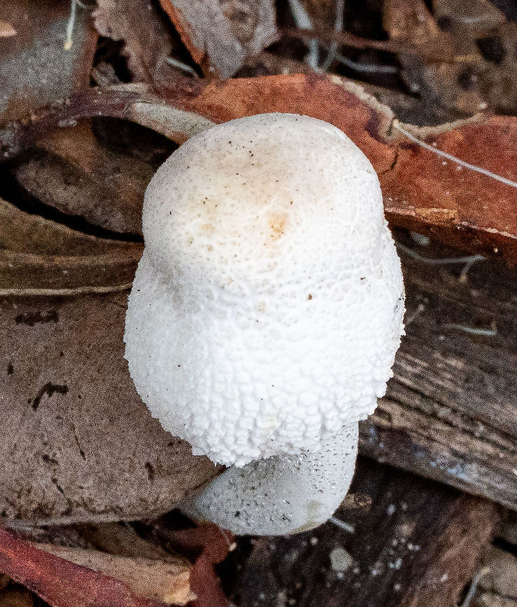 Onion-stalk parasol mushroom  Australia,Geotagged,Leucocoprinus cepistipes,Summer