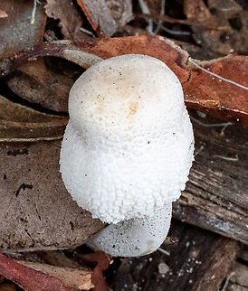Onion-stalk parasol mushroom  Australia,Geotagged,Leucocoprinus cepistipes,Summer