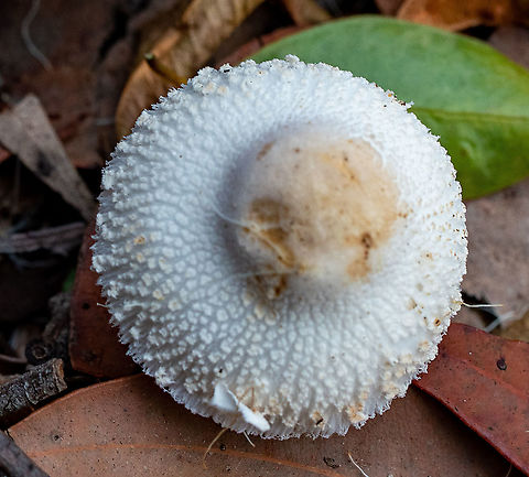 Onion-stalk parasol mushroom  Australia,Geotagged,Leucocoprinus cepistipes,Summer