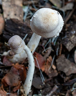 Onion-stalk parasol mushroom.  Australia,Geotagged,Leucocoprinus cepistipes,Summer