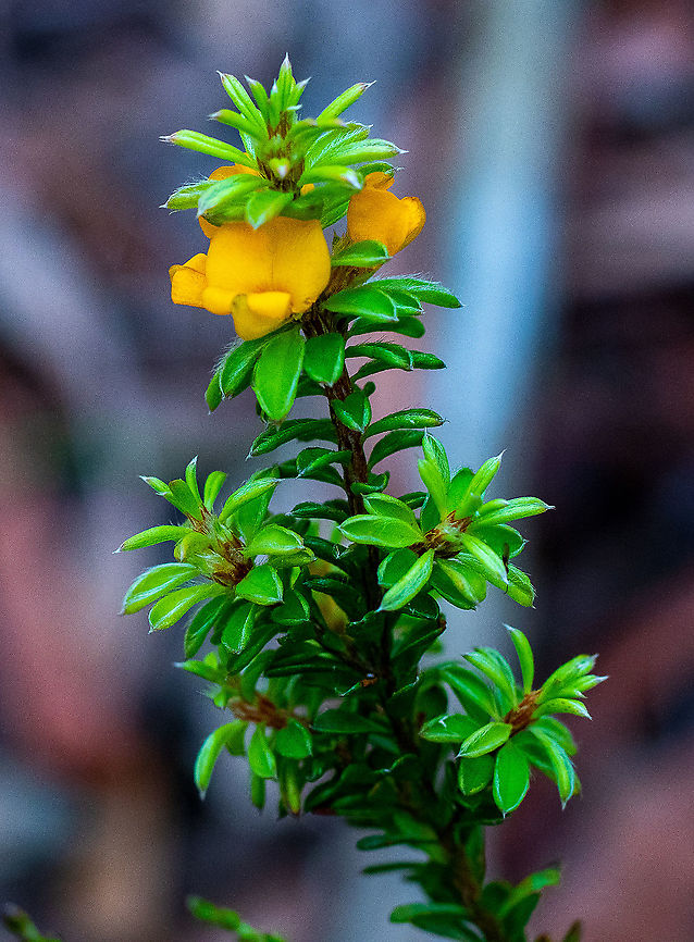 Wreath Bush Pea  Australia,Geotagged,Pultenaea tuberculata,Summer,pultenaea tuberculata