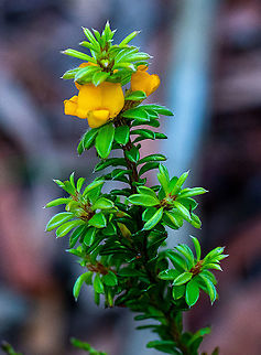 Wreath Bush Pea  Australia,Geotagged,Pultenaea tuberculata,Summer,pultenaea tuberculata