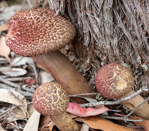 Shaggy Caps  Australia,Boletellus emodensis,Geotagged,Shaggy Cap,Summer