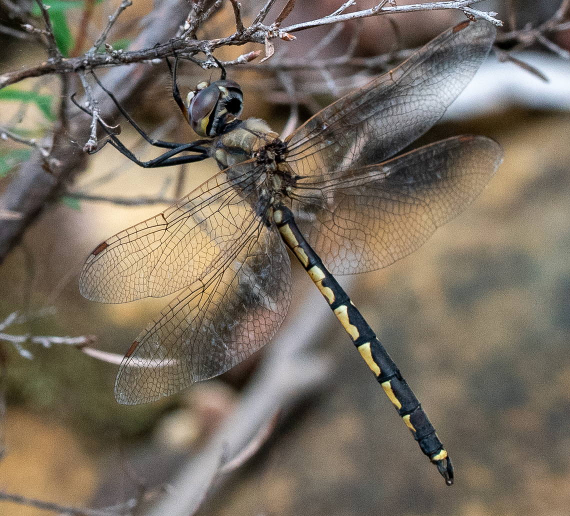 Tau emerald  Australia,Geotagged,Hemicordulia tau,Summer,Tau emerald