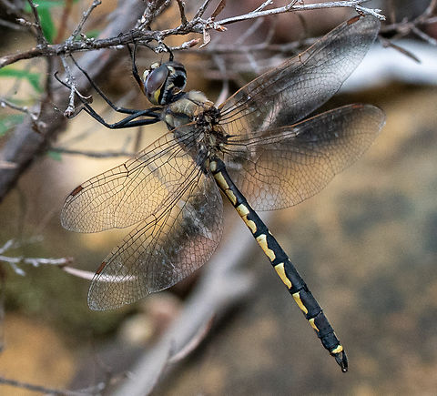Tau emerald  Australia,Geotagged,Hemicordulia tau,Summer,Tau emerald