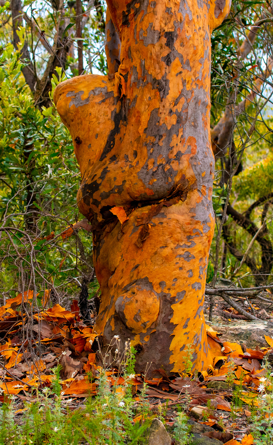Sydney Red Gum These are losing their bark at present and are just gorgeous! Angophora costata,Australia,Geotagged,Summer,Sydney red gum