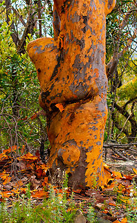 Sydney Red Gum These are losing their bark at present and are just gorgeous! Angophora costata,Australia,Geotagged,Summer,Sydney red gum