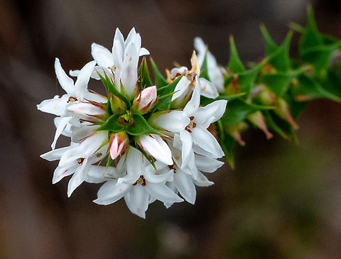 Coral Heath  Australia,Epacris pulchella,Geotagged,New South Wales Coral Heath,Summer