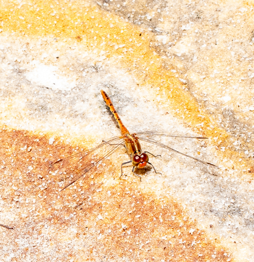 Wandering Percher  Australia,Diplacodes bipunctata,Geotagged,Summer,Wandering Percher