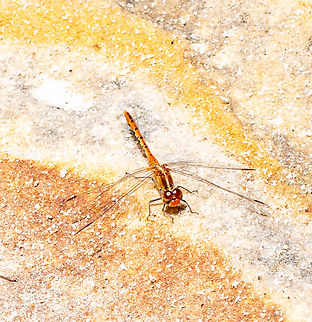 Wandering Percher  Australia,Diplacodes bipunctata,Geotagged,Summer,Wandering Percher