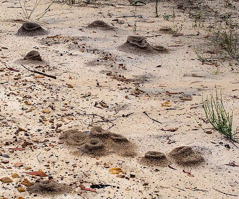 Moonscape-Ant Colonies  Australia,Geotagged,Summer